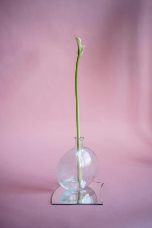 a single flower in a clear vase on a pink background, unsplash, very long neck, side front view, made of glazed, lily frank