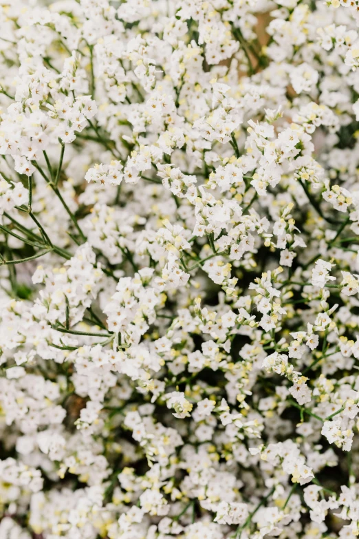 a close up of a bunch of white flowers, by Jessie Algie, trending on unsplash, gypsophila, full frame image, made of wildflowers, savory