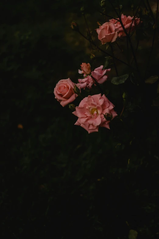 a bunch of pink roses sitting on top of a lush green field, an album cover, unsplash, romanticism, in a dark forest low light, evening mood, patchy flowers, indoor picture