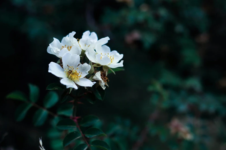 a bee sitting on top of a white flower, an album cover, inspired by Elsa Bleda, unsplash, rose-brambles, australian wildflowers, at night, outdoor photo