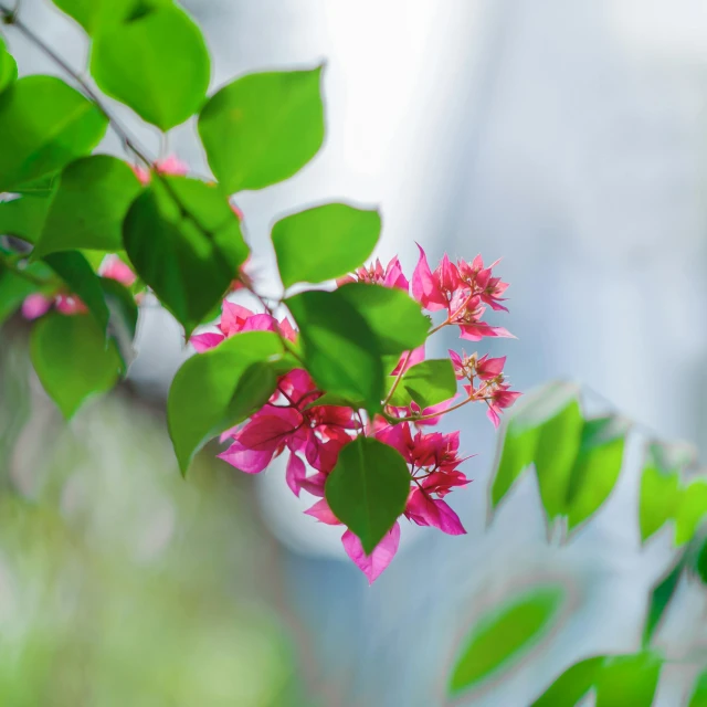 a branch of pink flowers with green leaves, by Gwen Barnard, unsplash, fan favorite, fuschia and vermillion and cyan, color ( sony a 7 r iv, green leaves