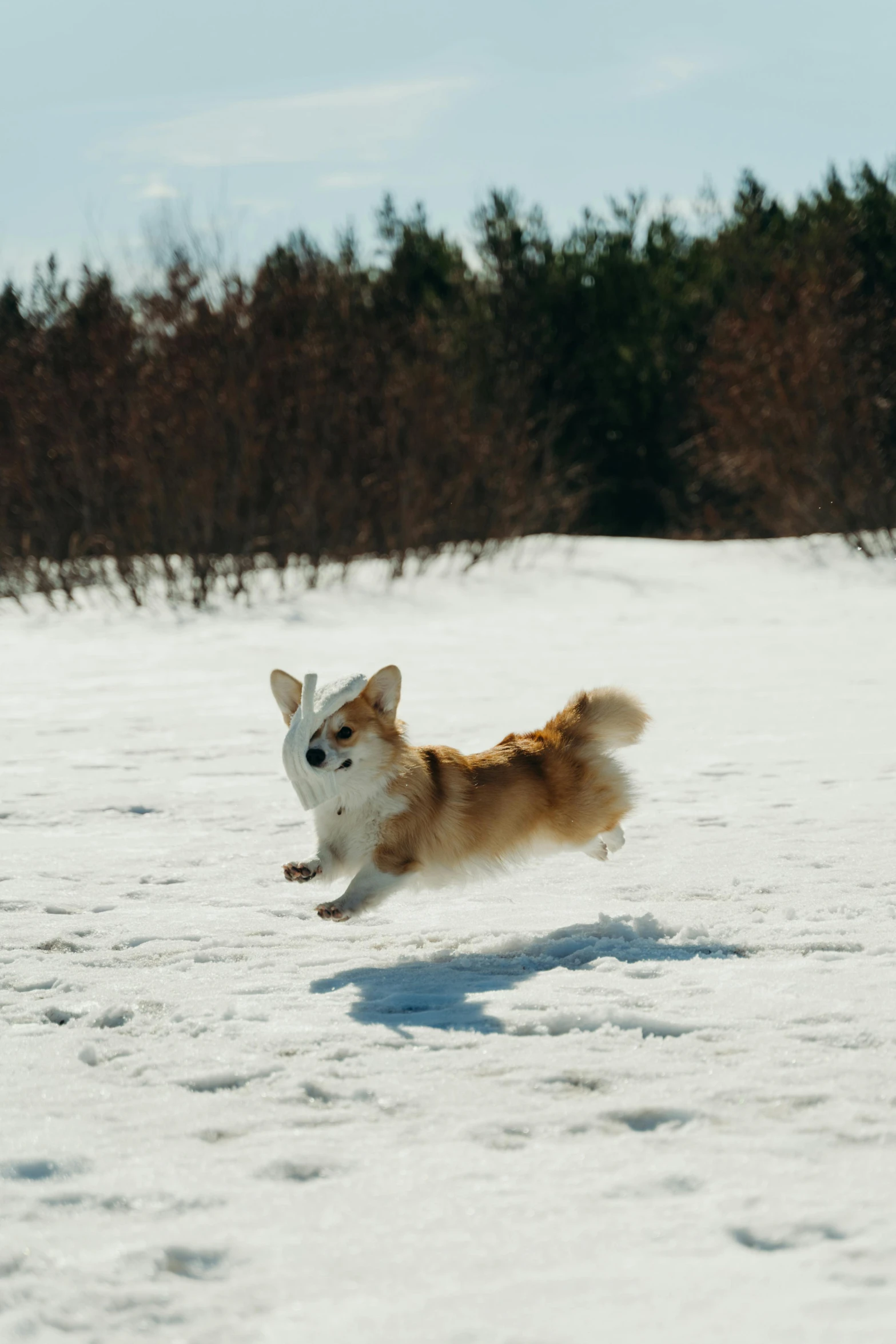 a dog running in the snow with a frisbee in its mouth, inspired by Shiba Kōkan, pexels contest winner, renaissance, corgi cosmonaut, gif, ( dog ) jumps over hill, new hampshire