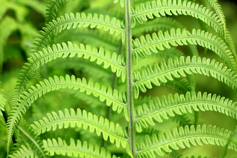 a close up of a plant with green leaves, psychedelic fern, panels, subtle detailing, h. hydrochaeris