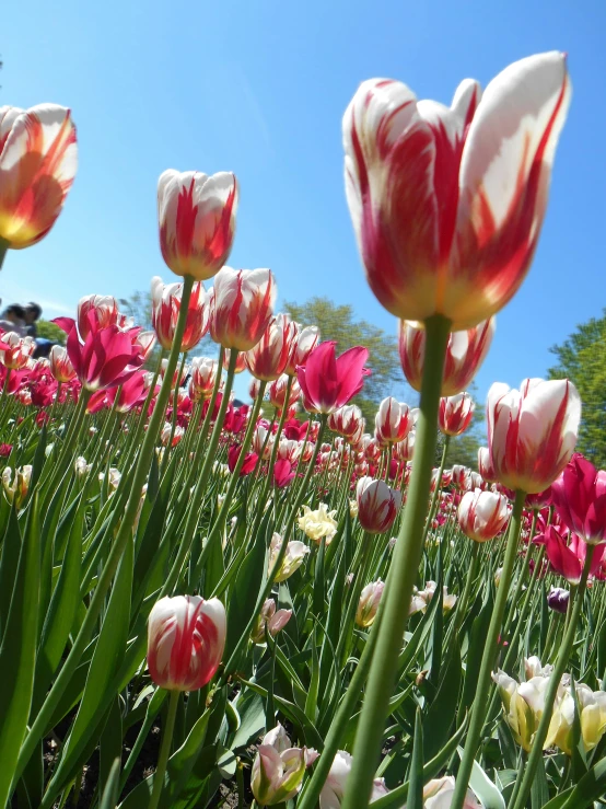 a field of pink and white tulips with trees in the background, worm\'s eye view, red and white flowers, waist up, from wheaton illinois