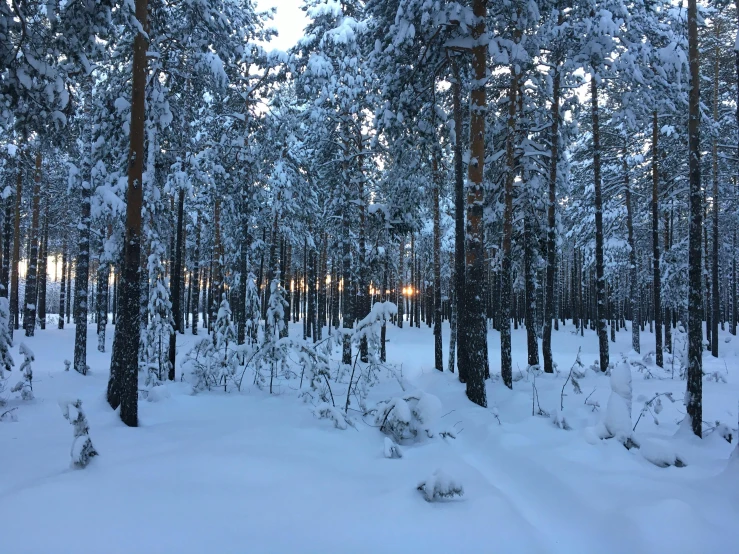 a forest filled with lots of snow covered trees, by Veikko Törmänen, hurufiyya, in the evening, photo taken in 2018, in front of a forest background, educational