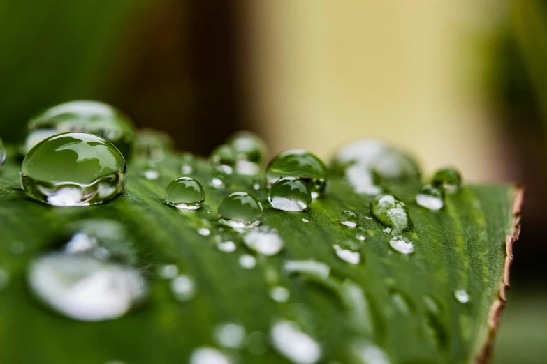 a close up of water droplets on a leaf, pixabay, photorealism, shot with canon eoa 6 d mark ii, high quality photo, video, ilustration