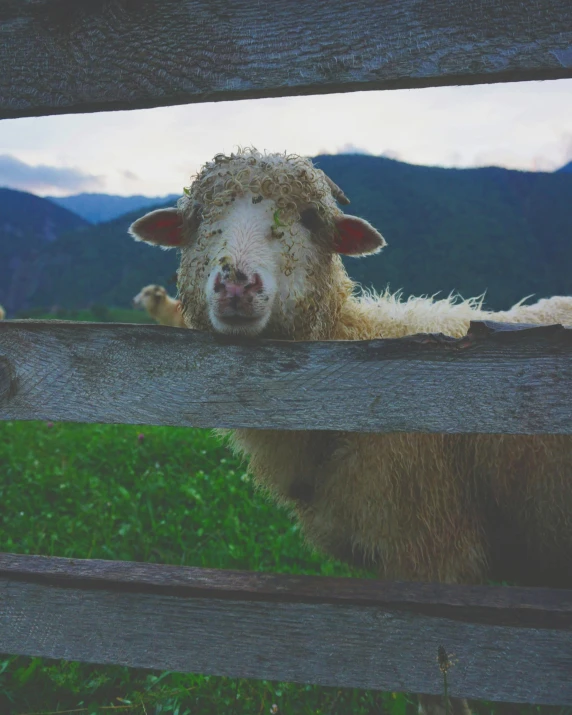 a couple of sheep standing on top of a lush green field, sitting on a window sill, instagram post, fence, licking out