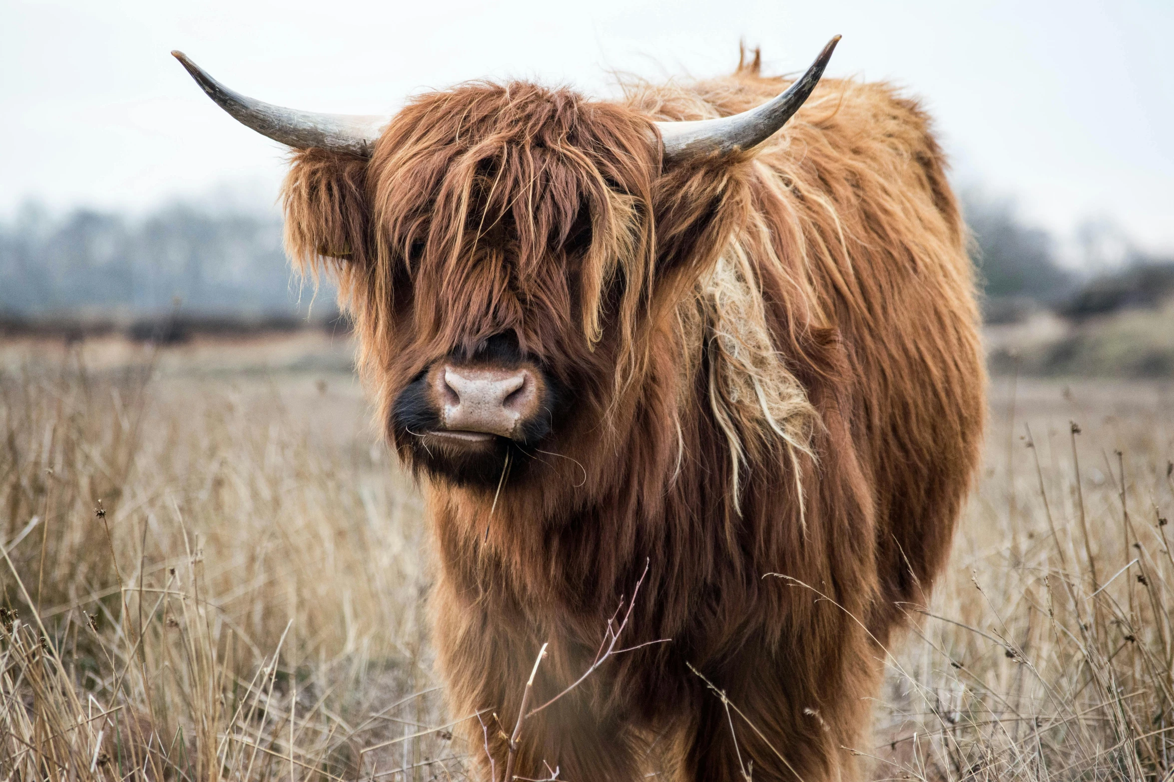 a brown cow standing on top of a dry grass field, pexels contest winner, renaissance, messy hair bedhead, scottish style, an intricate, hairy