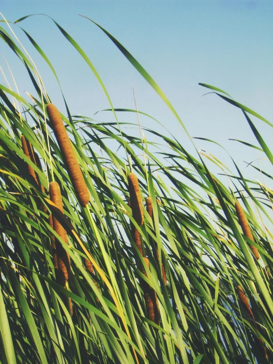 a bunch of tall grass next to a body of water, up-close, high quality product image”, shot onfilm, tastes