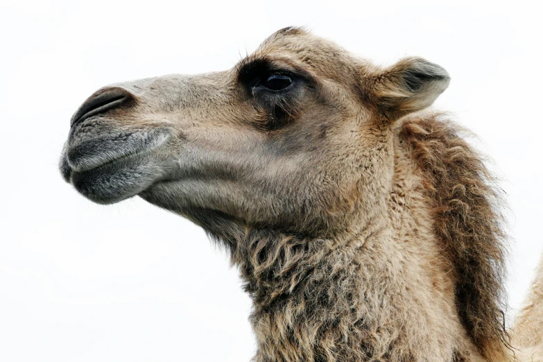 a close up of a camel's face against a white background, by Dave Allsop, trending on unsplash, arabesque, side view close up of a gaunt, tall thin, фото девушка курит, mixed animal