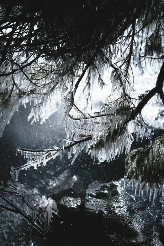 a black and white photo of icicles hanging from a tree, pexels, rich cold moody colours, swirling scene in forest, a cozy, froz
