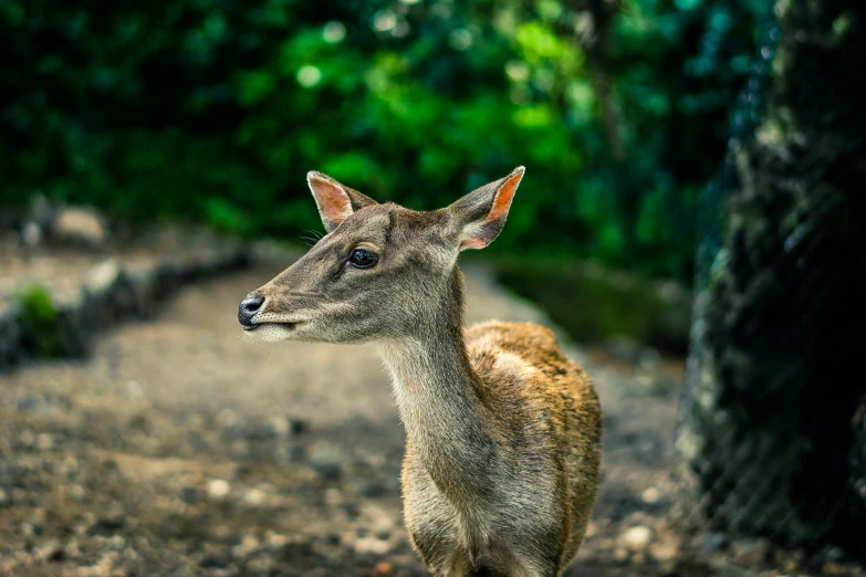 a deer that is standing in the dirt, pexels contest winner, sumatraism, avatar image, young female, high definition photo