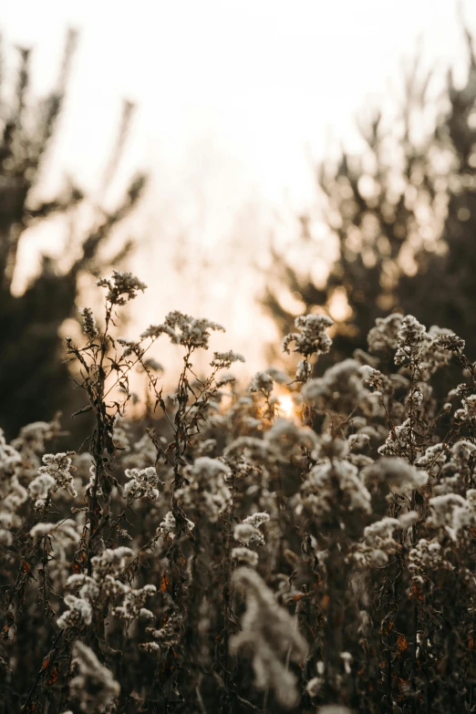 a field full of tall grass with trees in the background, inspired by Elsa Bleda, unsplash contest winner, with frozen flowers around her, sunset backlight, winter vibes, grey