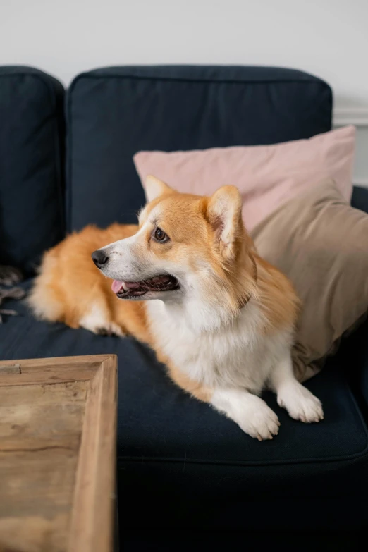 a dog sitting on a couch in a living room, pexels contest winner, corgi cosmonaut, soft texture, rectangle, detailed and concise