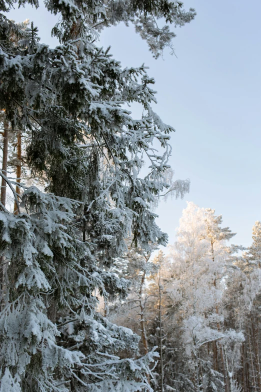 a man riding skis down a snow covered slope, inspired by Ivan Shishkin, unsplash, romanticism, pine tree, espoo, exterior, covered in ice