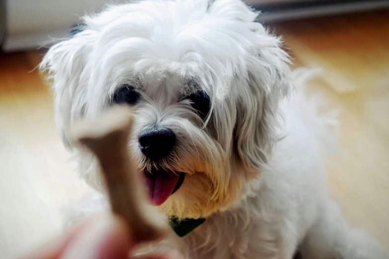 a small white dog holding a bone in its mouth, pexels contest winner, recipe, rectangle, finger, uploaded