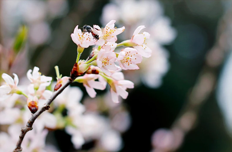 a close up of a flower on a tree, an album cover, by Eizan Kikukawa, unsplash, sakura season, 🌸 🌼 💮, carefully crafted, natural beauty