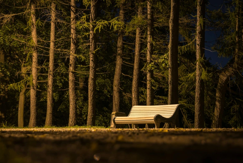 a wooden bench sitting in the middle of a forest, a picture, by Eglon van der Neer, evening ambience, arrendajo in avila pinewood, alessio albi, comfy ambience