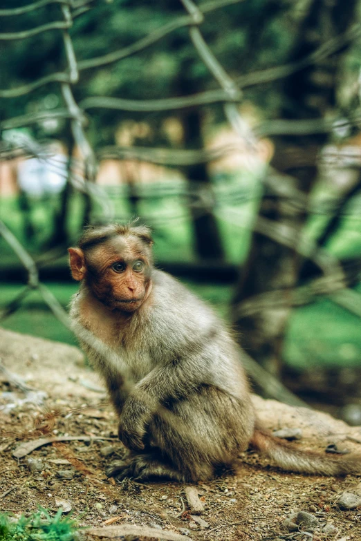 a monkey sitting on the ground next to a tree, coloured film photography, zoo, instagram post, bangalore