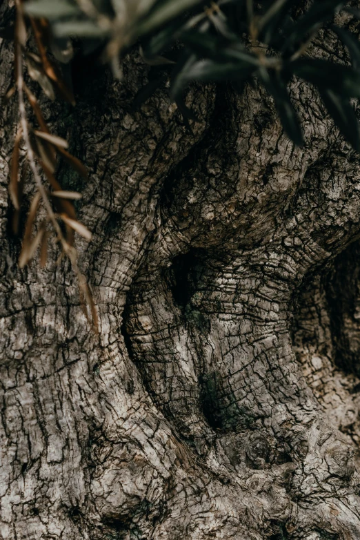 a close up of the trunk of a tree, trending on pexels, renaissance, dark, olive tree, flattened, high quality photo