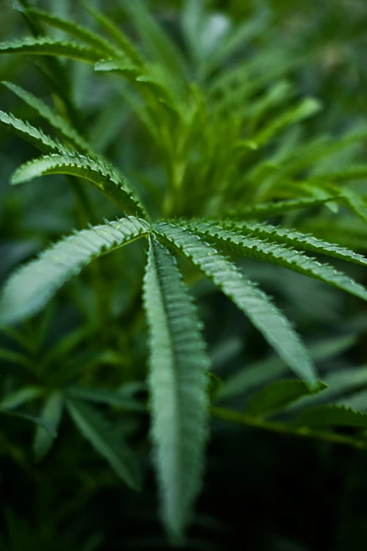 a close up of a plant with green leaves, with green cannabis leaves, looking straight, various sizes, multi-part