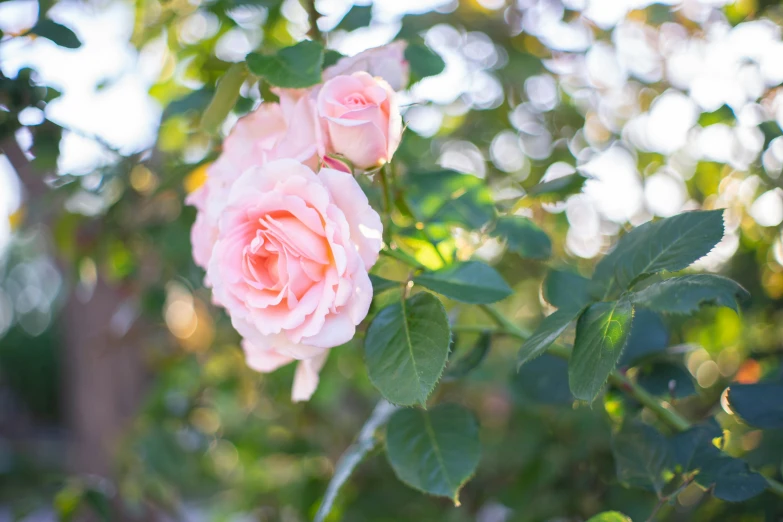 a couple of pink roses sitting on top of a tree, by Gwen Barnard, unsplash, sun dappled, shot on sony a 7, gardening, half image