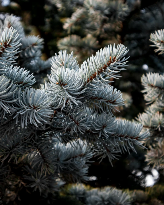 a close up of a branch of a pine tree, inspired by Elsa Bleda, unsplash, silver and blue color schemes, lgbtq, ((trees)), exterior shot