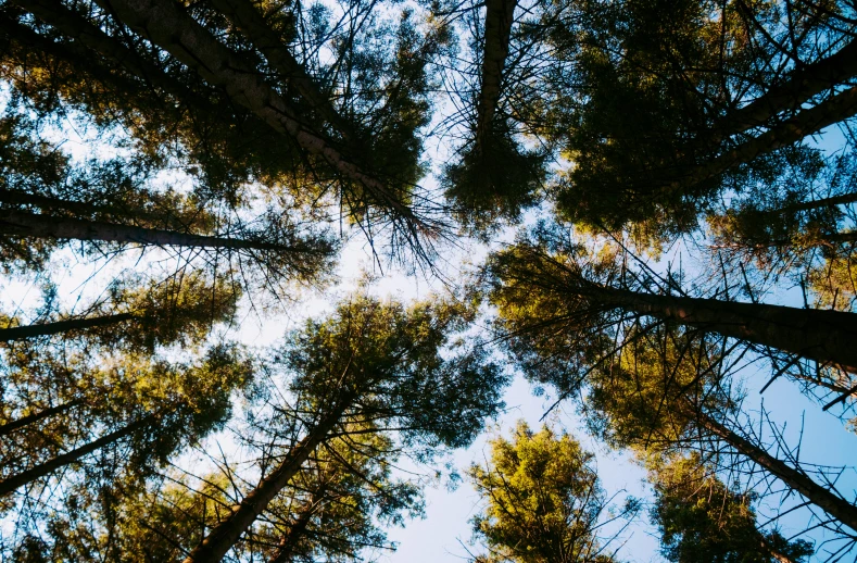 a group of tall pine trees in a forest, by Jessie Algie, unsplash, hurufiyya, ((trees)), looking at the ceiling, forest picnic, clear sky above
