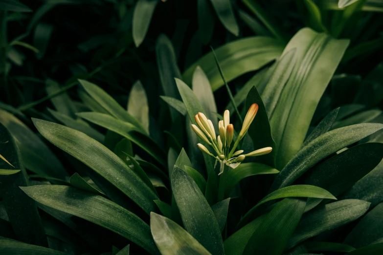 a close up of a plant with green leaves, unsplash, hurufiyya, vanilla, lily flowers, professionally post - processed, alessio albi