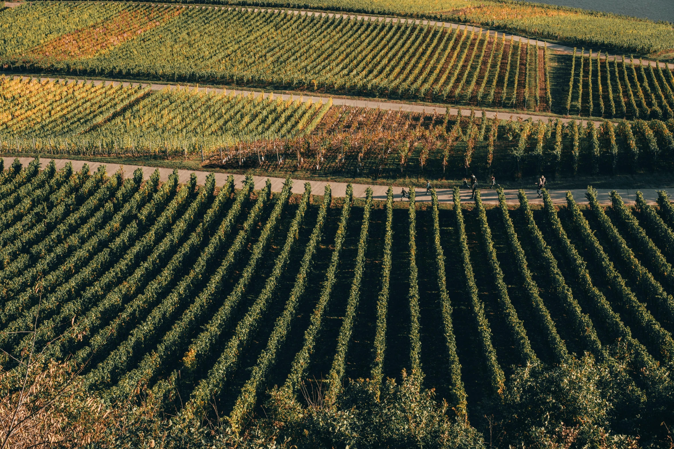 a view of a vineyard from the top of a hill, pexels contest winner, 2 5 6 x 2 5 6 pixels, germany. wide shot, andres gursky, panels