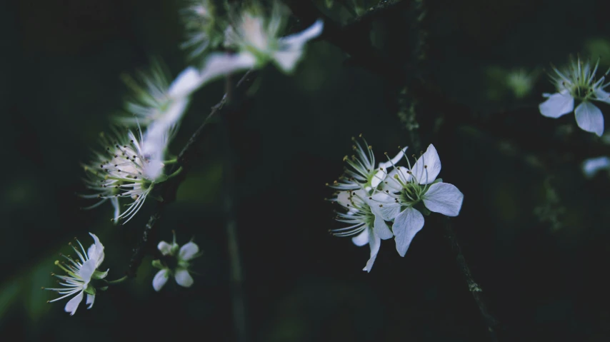 a close up of a white flower on a tree, unsplash, in the dark forest, vintage photo, tiny stars, herbs and flowers