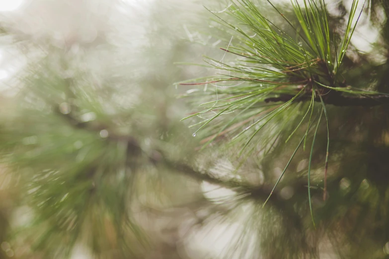 a close up of a pine tree branch, by Adam Pijnacker, unsplash, rain and haze, multiple stories, a wooden, carson ellis