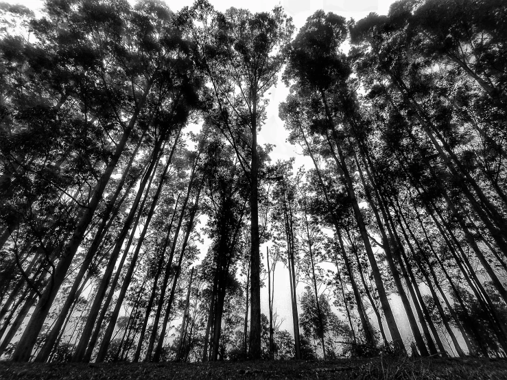a black and white photo of a forest, a black and white photo, by Erik Pevernagie, sumatraism, eucalyptus forest background, low angle!!!!, evening!! in the forest, standing tall