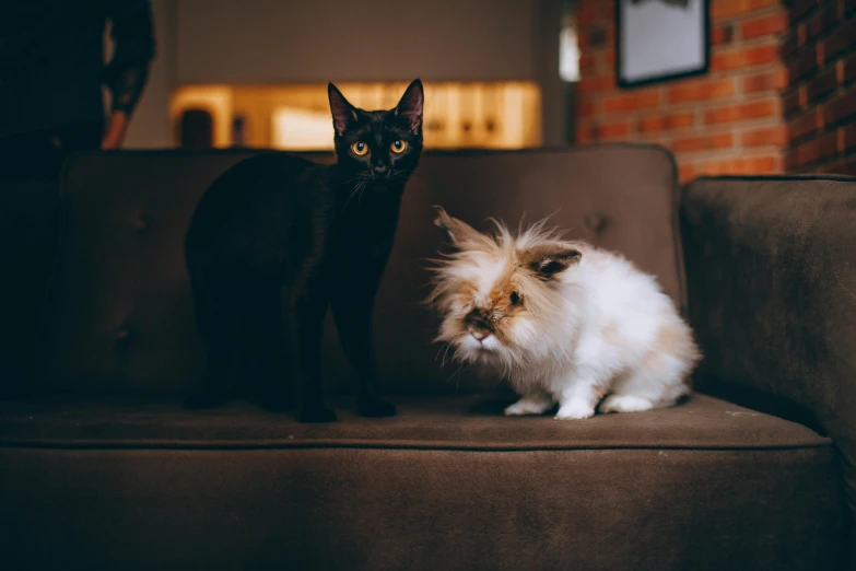 two cats sitting on a couch next to each other, pexels contest winner, black, small animals, stand off, fluffy ears and a long