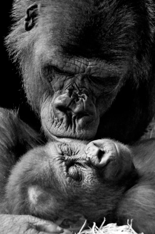 a black and white photo of a gorilla holding a baby, unsplash contest winner, photorealism, asleep, close up of face, lots of wrinkles, woman