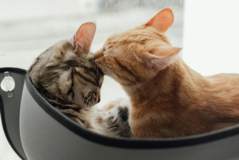 a couple of cats that are laying in a bag, trending on pexels, romanticism, couple kissing, top selection on unsplash, cat tower, a cat sitting in a chair
