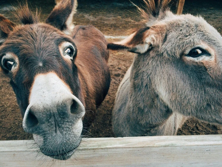 a couple of donkey standing next to each other, trending on pexels, cross-eyed, horse laying down, australian, 🤠 using a 🖥