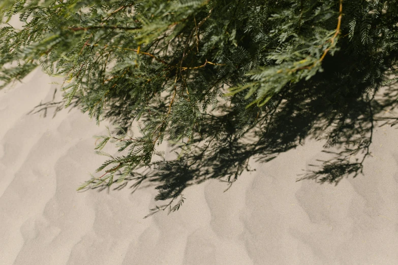 a person riding a surfboard on top of a sandy beach, unsplash, figuration libre, evergreen branches, background image, sand texture, laying under a tree on a farm