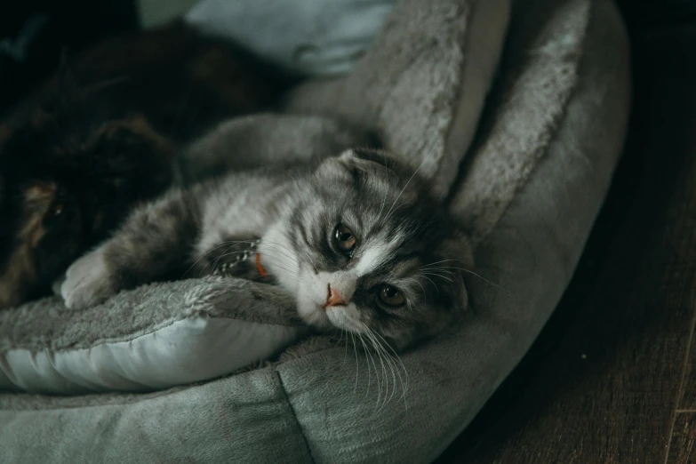 a gray and white cat laying on top of a bed, trending on pexels, comfy chairs, velvet couch, scottish fold, gif