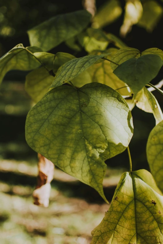 a close up of a leaf on a tree, large vines, lush surroundings, sunlight filtering through skin, dimly - lit