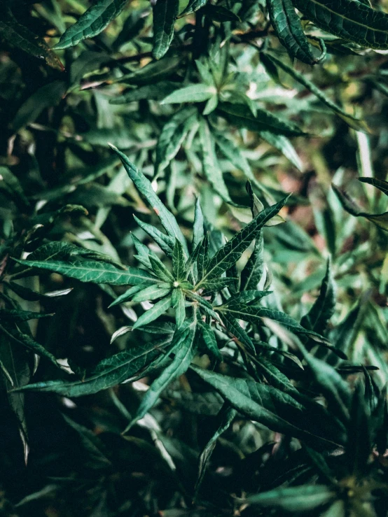 a close up of a plant with green leaves, trending on pexels, cannabis - sativa - field, high quality product image”, battered, high angle shot