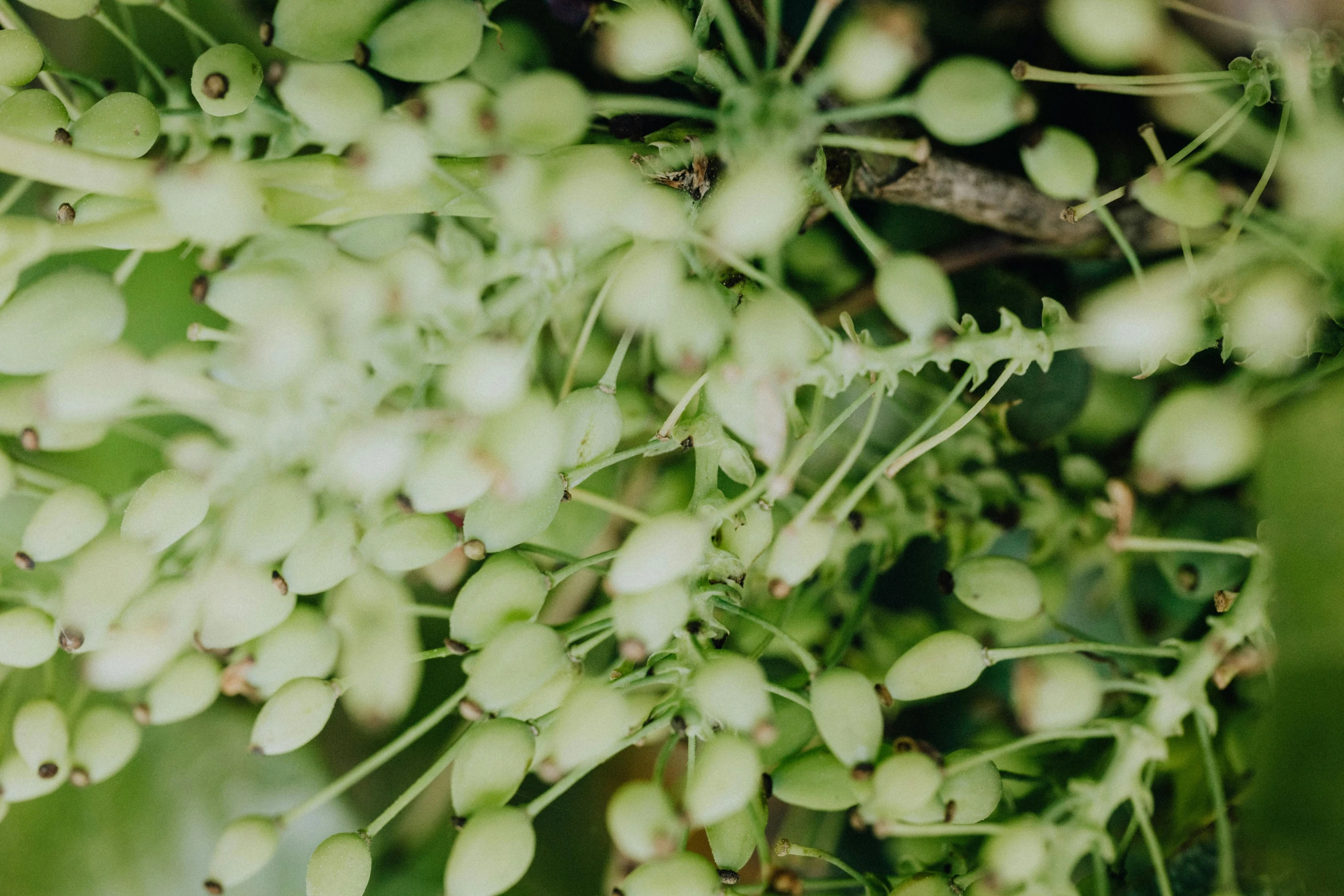 a close up of a bunch of flowers, hurufiyya, moringa juice, background image, alessio albi, trees and plants