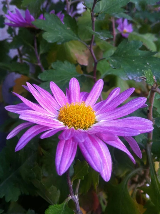 a close up of a purple flower with green leaves, chrysanthemum eos-1d, low quality photo, adi meyers, various posed