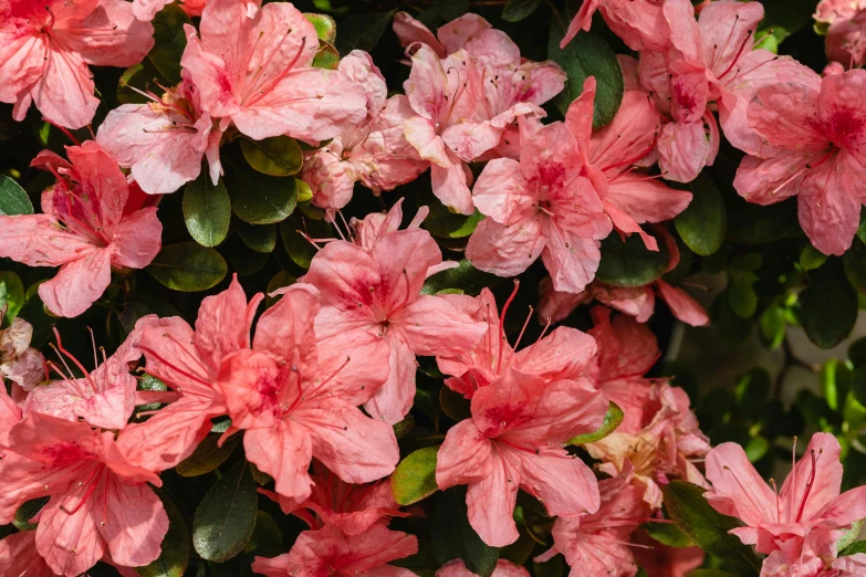 a bush of pink flowers with green leaves, by Carey Morris, trending on unsplash, red flowers of different types, high angle close up shot, shot with sony alpha 1 camera, front closeup