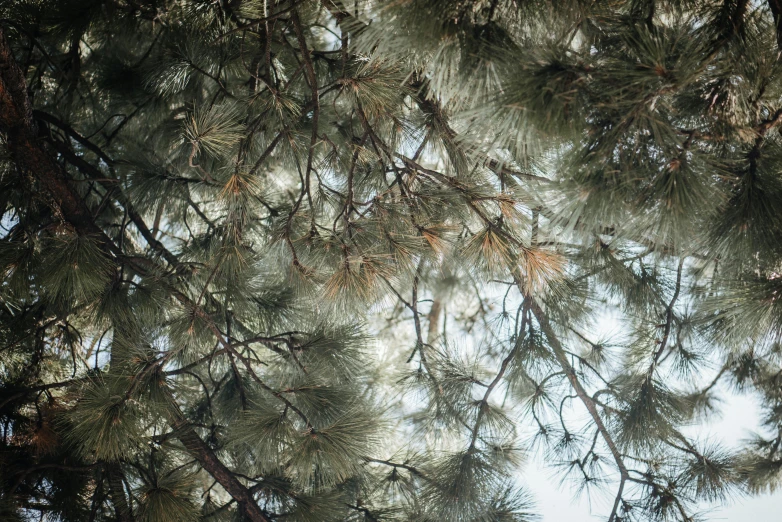 a bird sitting on top of a tree branch, an album cover, inspired by Elsa Bleda, unsplash, hurufiyya, tall pine trees, f 1.4 kodak portra, patterns and textures, ((trees))