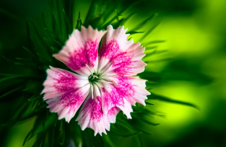 a close up of a pink and white flower, vibrant greenery, stunning quality, striking pose, post-processed