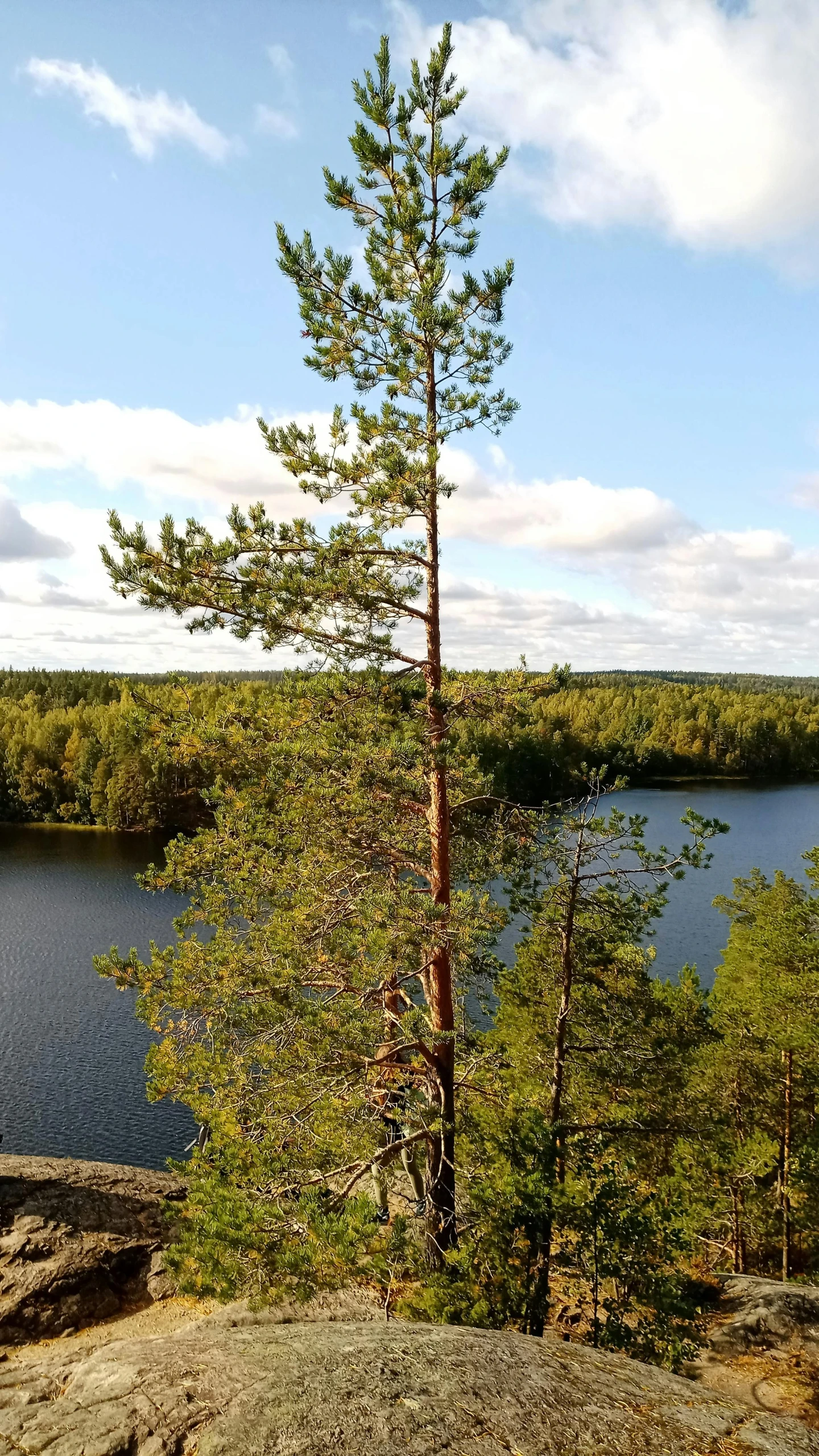 a tree sitting on top of a rock next to a lake, inspired by Eero Järnefelt, pexels contest winner, hurufiyya, panoramic view, as seen from the canopy, today\'s featured photograph 4k, 1km tall