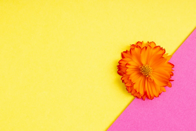 an orange flower sitting on top of a pink and yellow background, paper, promo image, marigold, yellow wallpaper