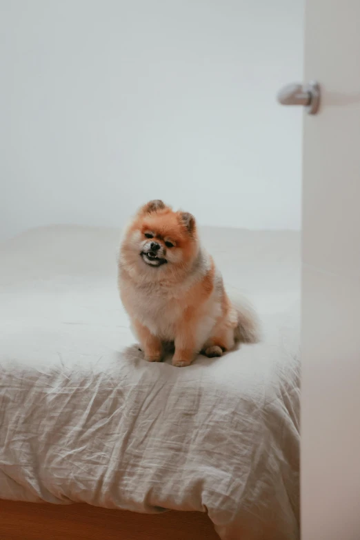 a small dog sitting on top of a bed, trending on pexels, extremely plump, slightly pixelated, 1 2 9 7, low quality photo