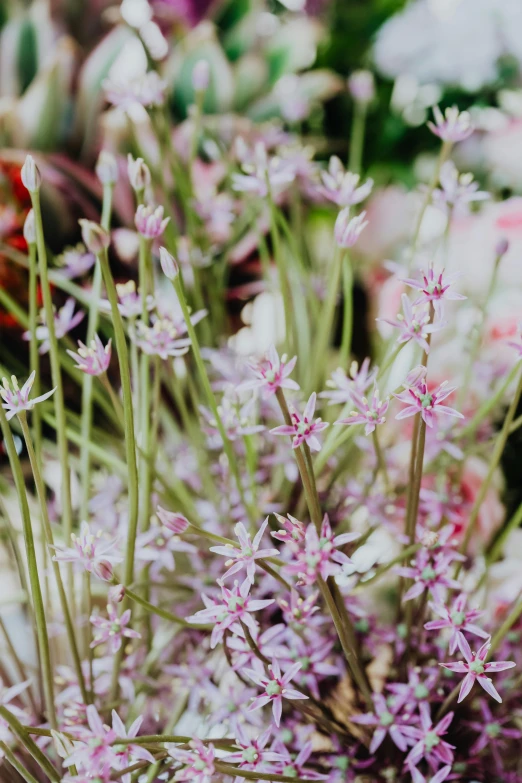 a close up of a bunch of flowers in a vase, pale pink grass, commercially ready, carefully crafted, magical